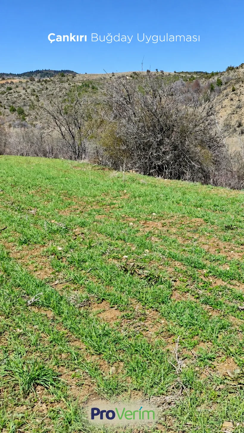 Çankırı'da Proverim uygulanan buğday tarlası, arka planda tepeler